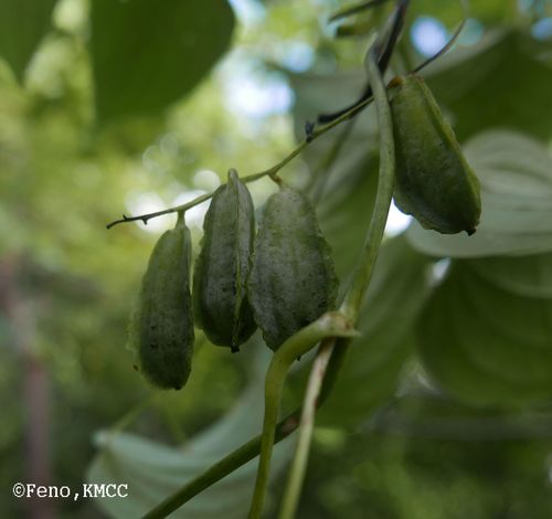 Dioscorea buckleyana