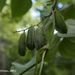 Dioscorea buckleyana - Photo (c) feno,  זכויות יוצרים חלקיות (CC BY-NC), הועלה על ידי feno