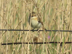 Polystictus pectoralis