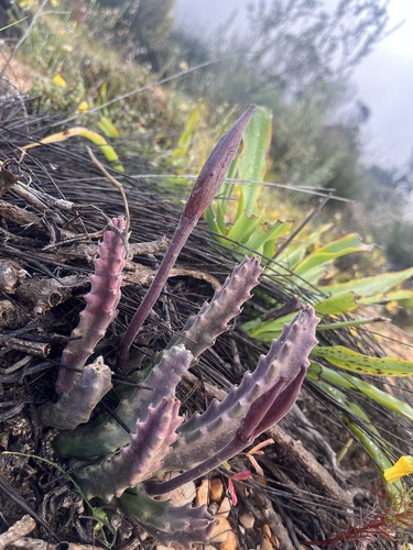Gonostemon erectiflorus f. aberrans