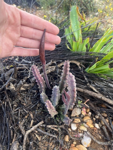 Gonostemon erectiflorus (N.E.Br.) P.V.Heath 2
