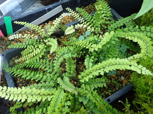 Polystichum obae iNat (2)