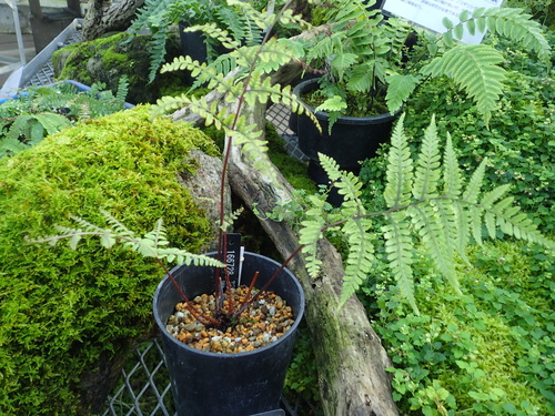 Athyrium yakusimense iNat (1)