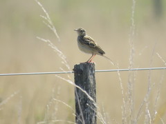 Anthus hellmayri