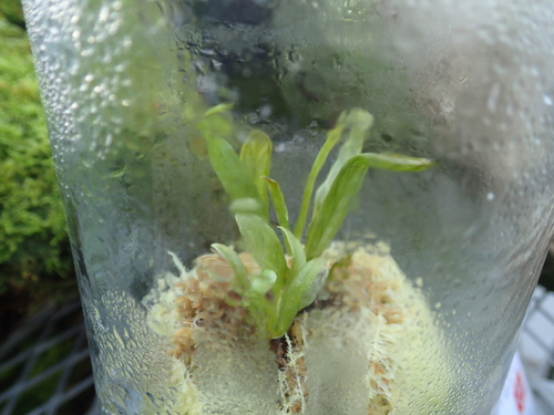Haplopteris amboinensis iNat (1)