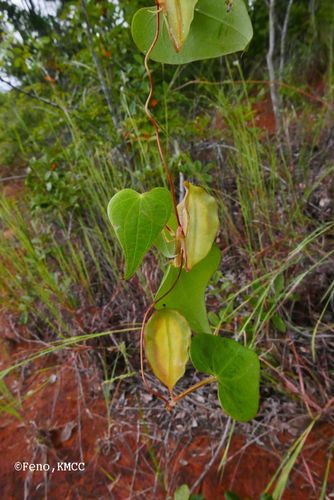 Dioscorea pteropoda