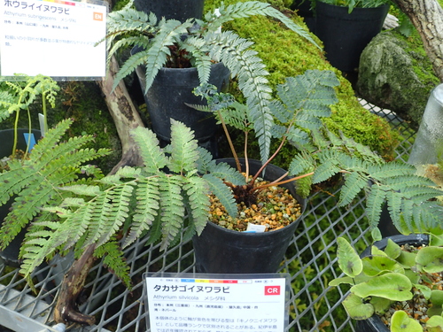 Athyrium silvicola iNat (3)