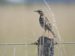 Anthus hellmayri