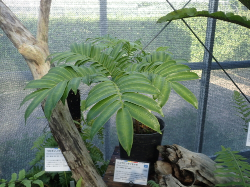 Ptisana boninensis iNat (1)