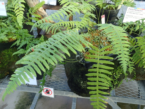 Goniophlebium amamianum iNat (1)