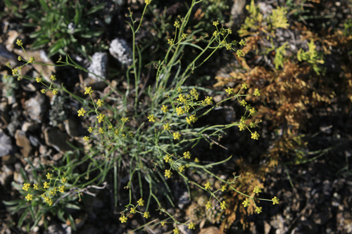Image of Bupleurum bicaule by (c) Нурхайдарова Татьяна, some rights reserved (CC BY)