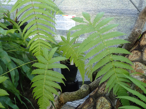 Thelypteris erubescens iNat (2)