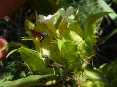 Crabbea angustifolia