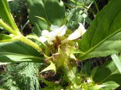 Crabbea angustifolia