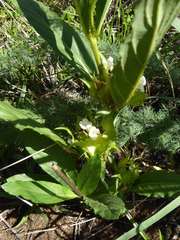 Crabbea angustifolia