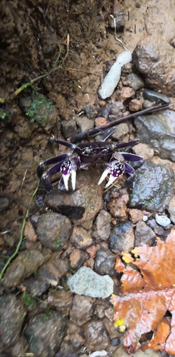 Sesarmops atrorubens