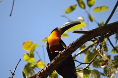 Ramphastos vitellinus ariel