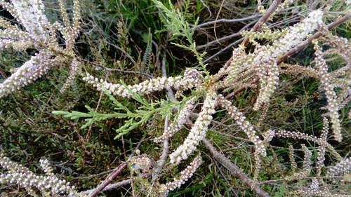 Tamarix tetragyna