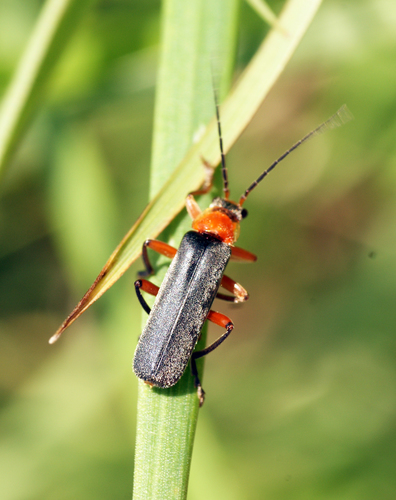 Cantharis pellucida nuotrauka
