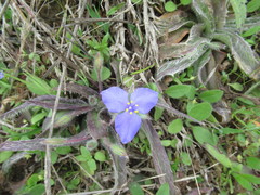 Tradescantia subacaulis