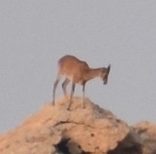 Arabian Tahr