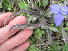 Tradescantia subacaulis