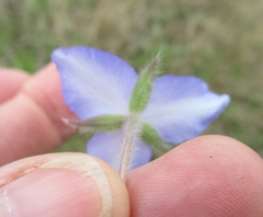 Tradescantia subacaulis