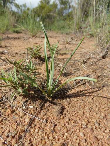 Ledebouria atrobrunnea