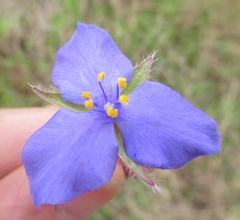 Tradescantia subacaulis
