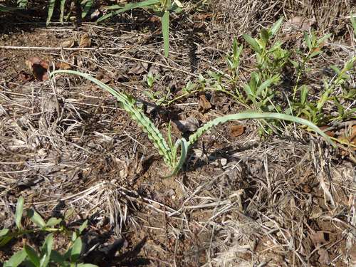 Ledebouria atrobrunnea
