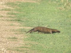 Galictis cuja