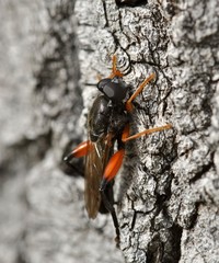 Chalcosyrphus valgus
