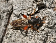 Chalcosyrphus valgus
