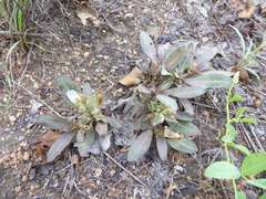 Blepharis subvolubilis