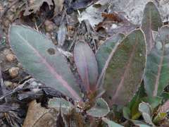 Blepharis subvolubilis