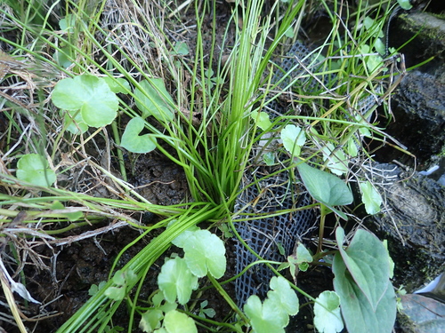 Isoetes japonica iNat (3)