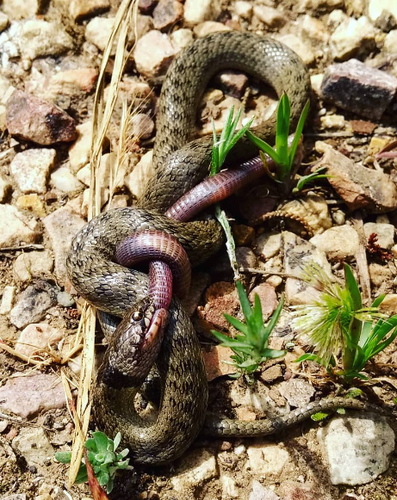 Iberian False Smooth Snake, Spain, photo 7 of 10