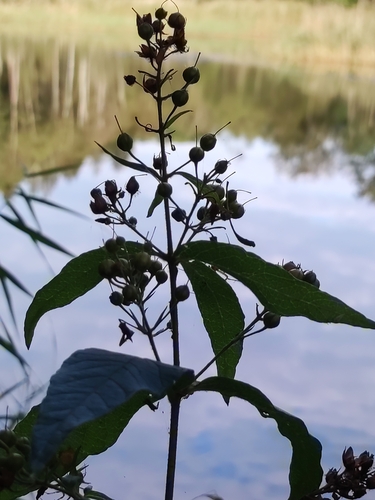 Paprastoji šilingė nuotrauka