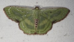 Metallochlora lineata