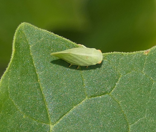 Acanalonia clypeata photo 3