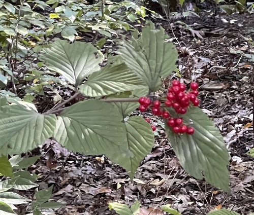 Viburnum wrightii iNat (3)