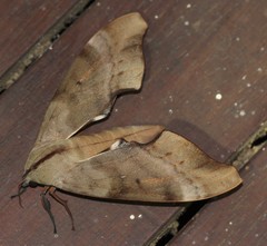 Coequosa australasiae