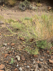 Ochradenus aucheri