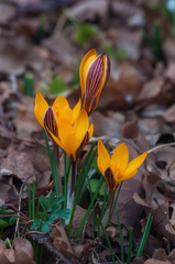 Crocus angustifolius