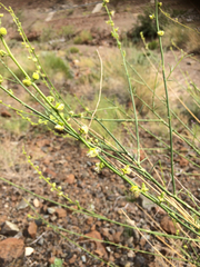 Ochradenus aucheri