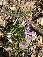 Crocus