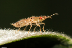 Epipolops meridionalis