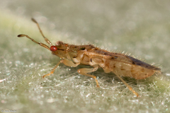 Epipolops meridionalis