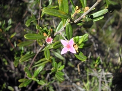 Boronia odorata