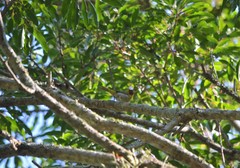 Hemithraupis ruficapilla